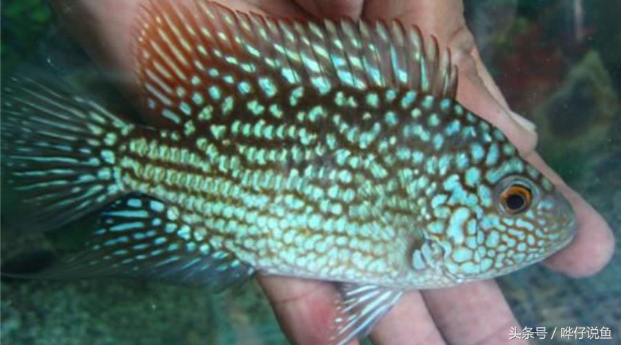 鹦鹉鱼爸爸妈妈跟孩子能一起养吗,鹦鹉鱼与罗汉鱼的区别