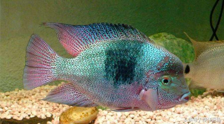 鹦鹉鱼爸爸妈妈跟孩子能一起养吗,鹦鹉鱼与罗汉鱼的区别