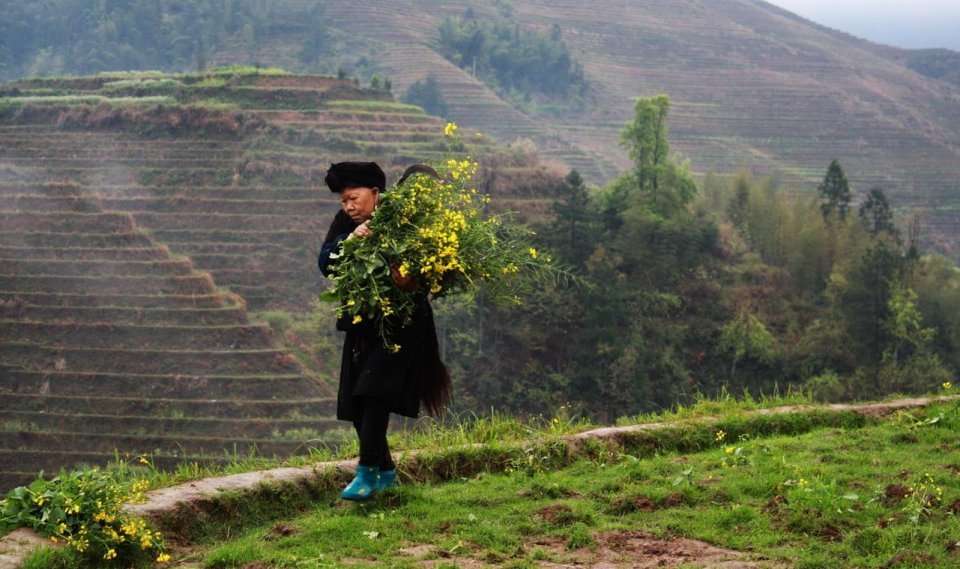 龙脊梯田有什么风景,龙脊梯田美不胜收天然氧吧