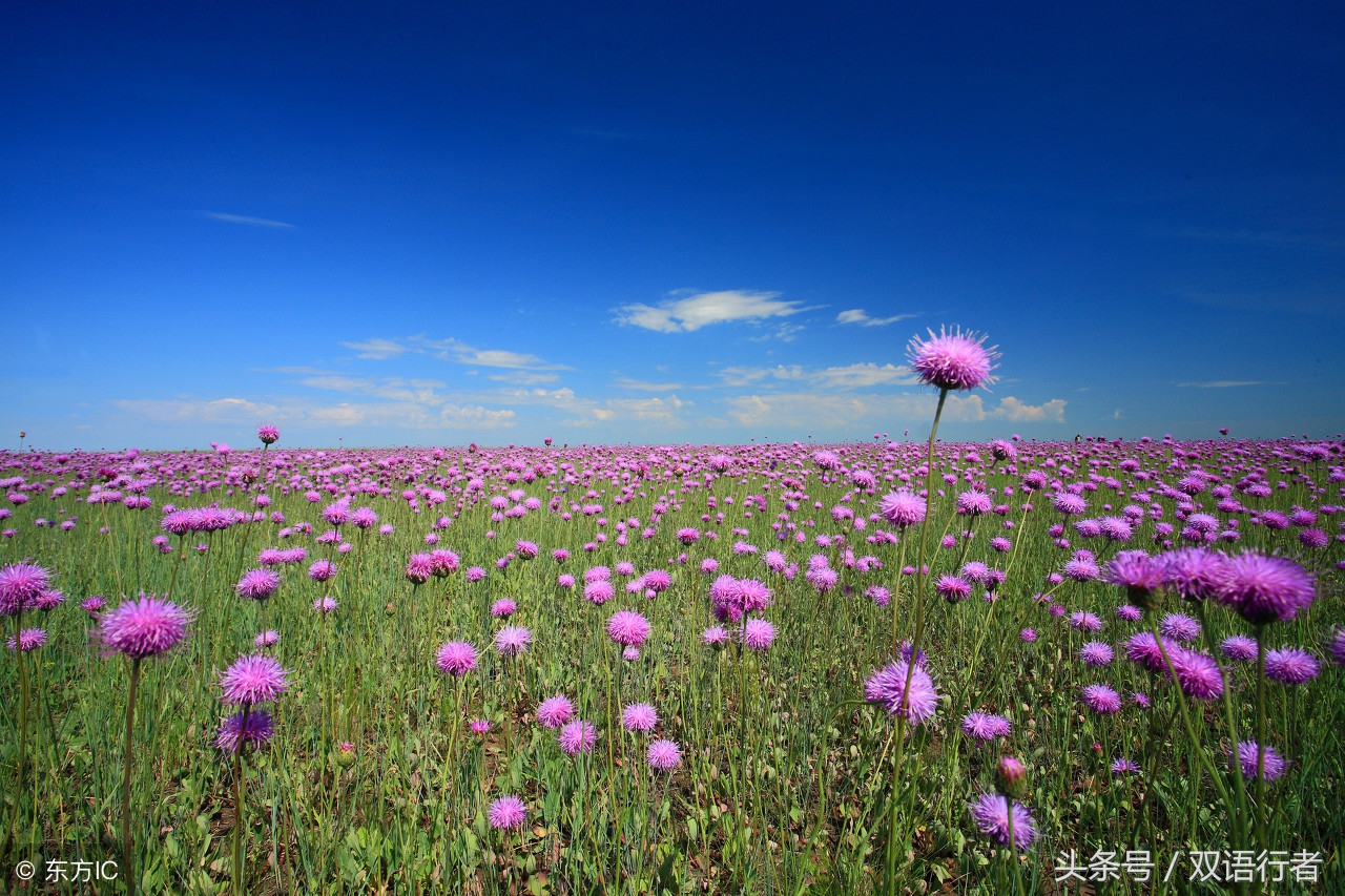 比较常见的花的英文名,各种美丽的花的英文名