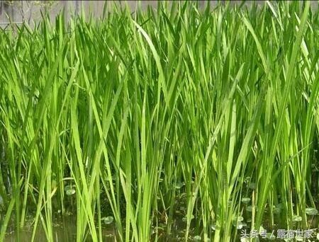 有治头晕耳鸣的西药没有,用菖蒲塞耳内能治耳鸣吗