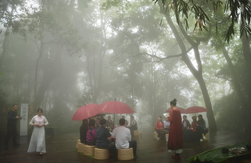 探寻800年古树普洱茶的神秘魅力,探寻古树普洱茶