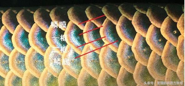 龙鱼病症状图片大全,龙鱼鳞片的真实图片