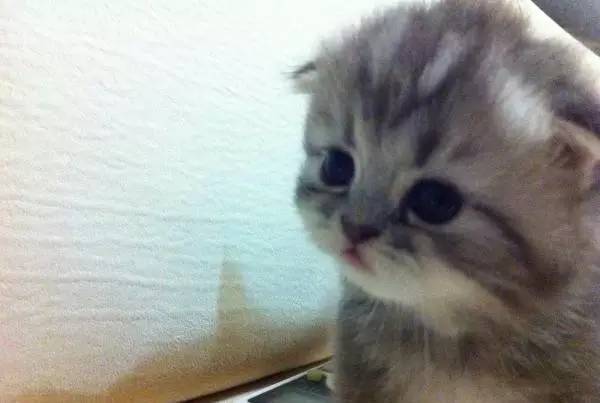 奶猫照顾攻略,奶猫成长法则