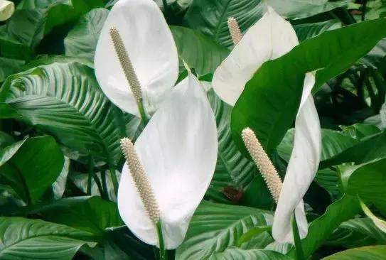 一帆风顺叶子发黄怎么解决,一帆风顺叶子发黄怎么办