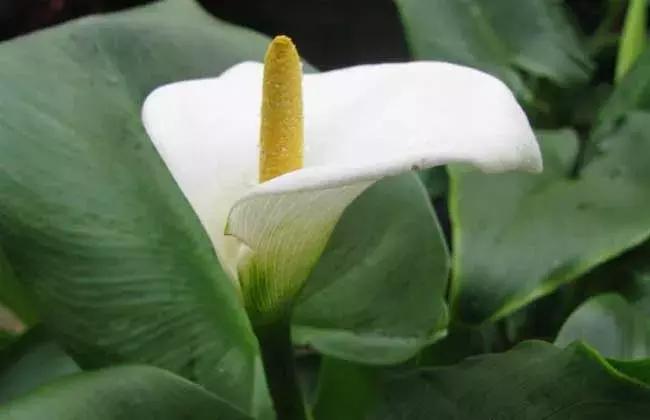 一帆风顺叶子发黄怎么解决,一帆风顺叶子发黄怎么办