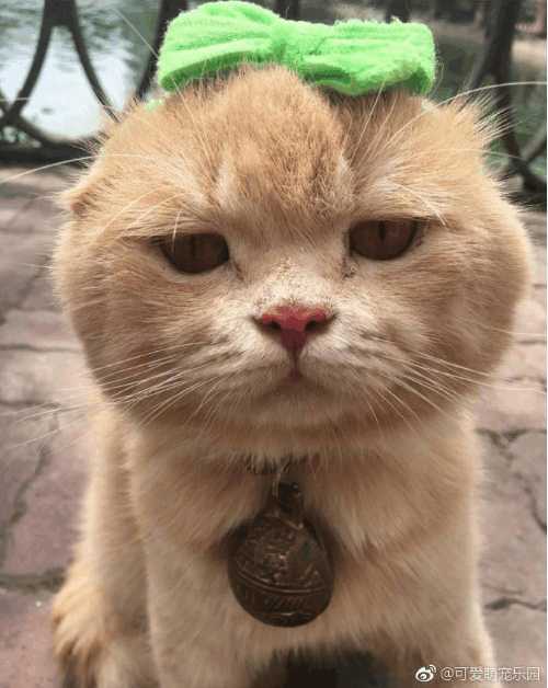 分享越南非常红网红猫Cho,它就是这么与众不同的猫星人？