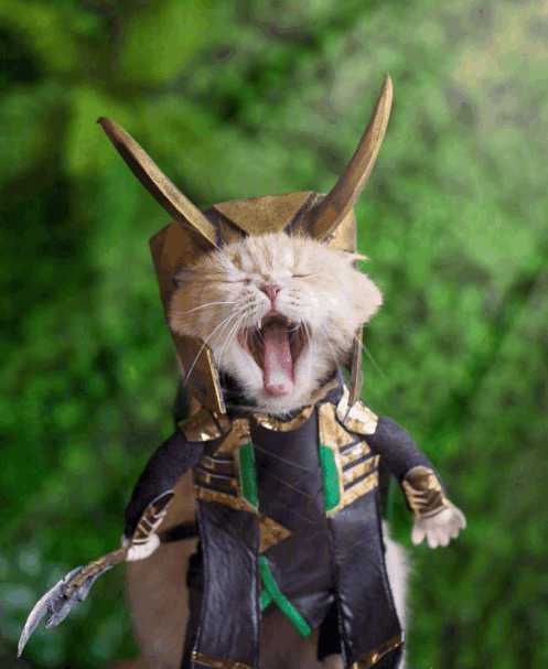 分享越南非常红网红猫Cho,它就是这么与众不同的猫星人？