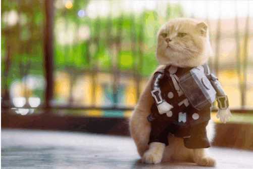 分享越南非常红网红猫Cho,它就是这么与众不同的猫星人？