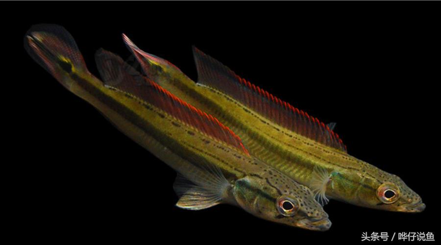 慈鲷鱼哪几种最好养,慈鲷十大最漂亮的鱼