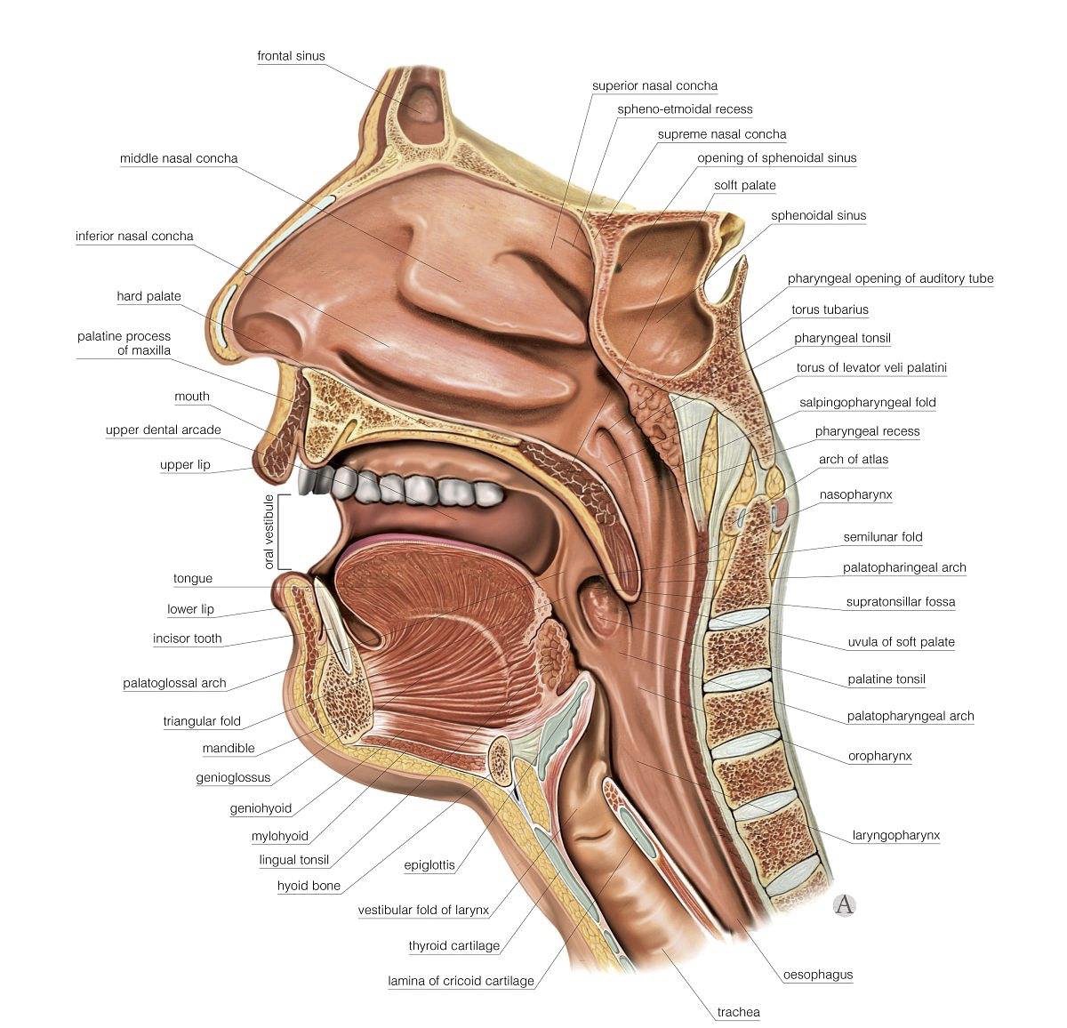 如何让声音拥有穿透力朗读,如何让声音平稳持久