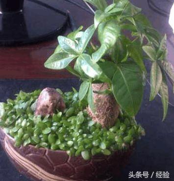 多肉发财树养殖,发财树养殖须知