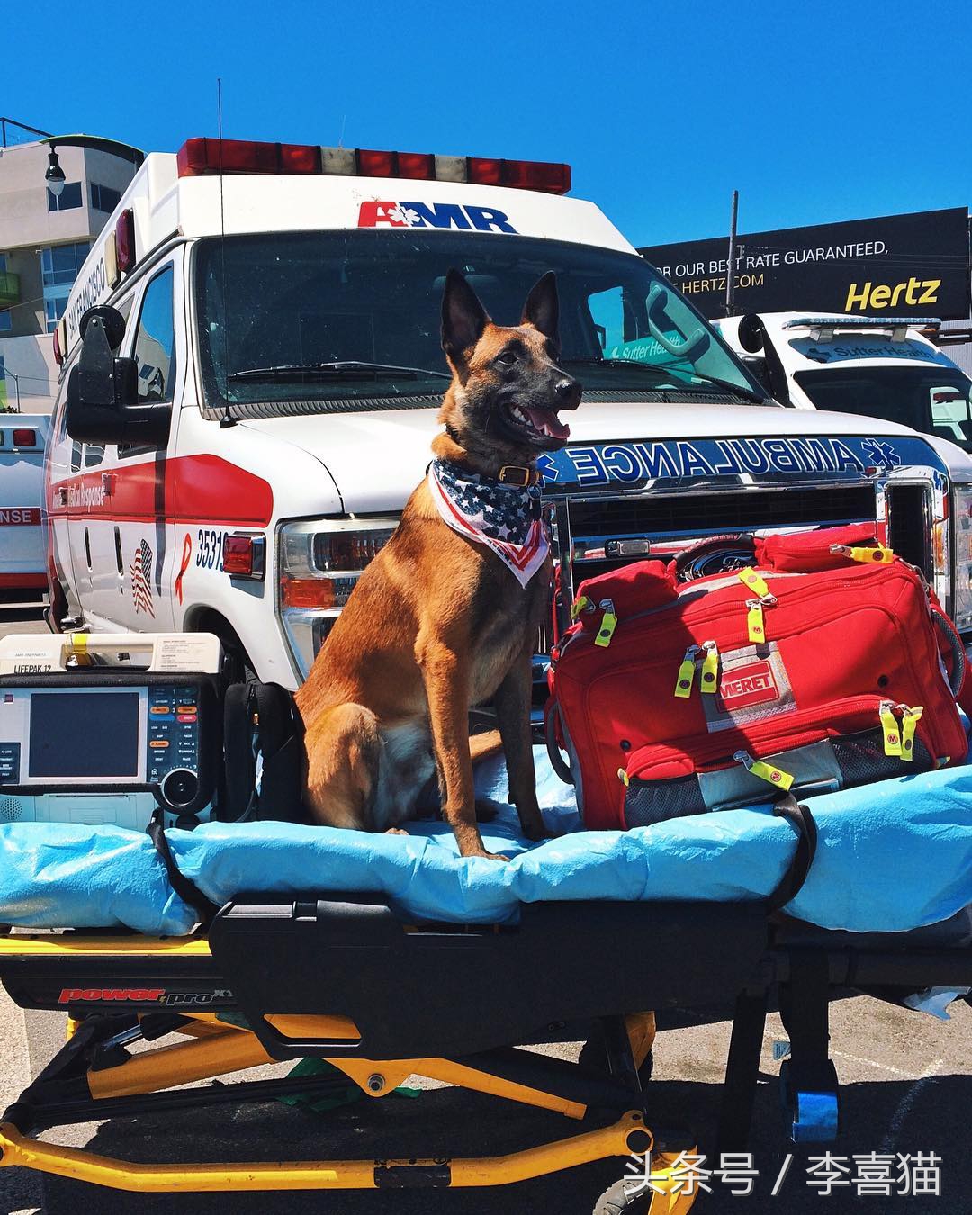 威武霸气警犬德牧,德牧vs马犬谁更适合当军警犬