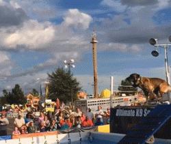 马犬警犬们,警犬界扛把子