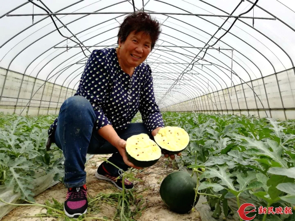 桑葚红了、西瓜“黄”了！东海边书院镇瓜果飘香