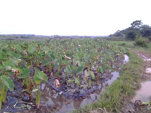 广西国家地理标志产品大全,广西地理标志农产品有哪些