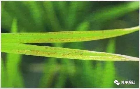 水稻赤枯病防治方案,水稻赤枯病防治方法