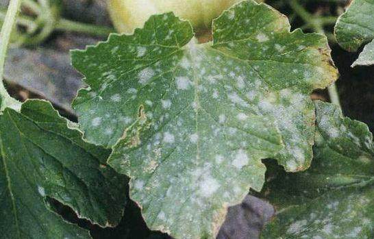 家里的花又招虫了？学会这一招，杀虫药不用买！