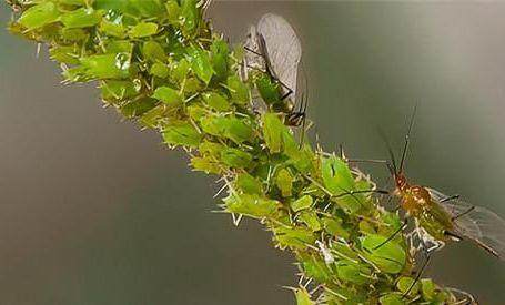 家里的花又招虫了？学会这一招，杀虫药不用买！