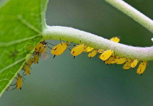 家里的花又招虫了？学会这一招，杀虫药不用买！