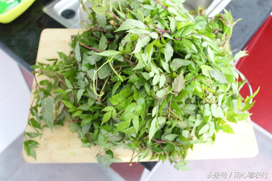 深山好茶古法制作,野生高山茶如何制作的好喝