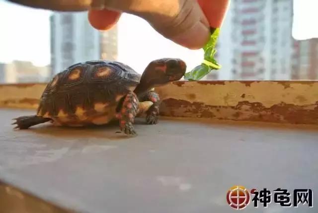 陆龟应该要怎么养,陆龟养多久可以吃东西