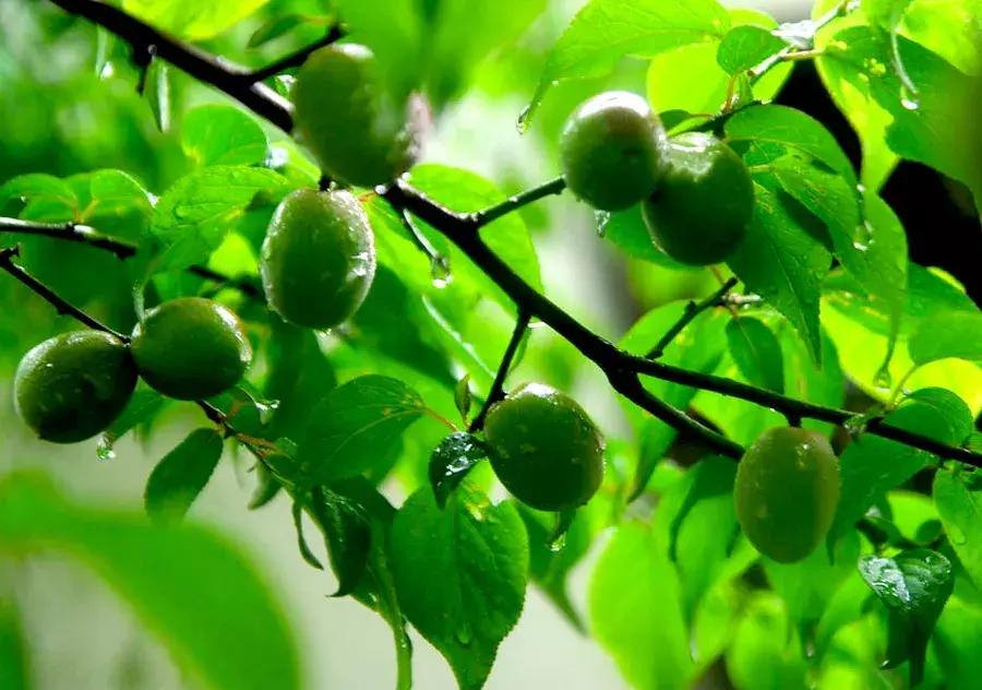 青梅的诗句古诗,青梅古诗其二