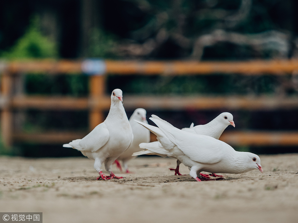 养鸽子对风水有好处吗,回民养鸽子的好处