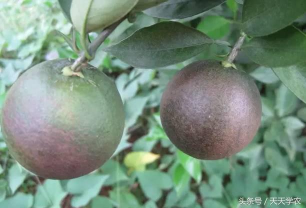 柑橘锈壁虱是螨虫红蜘蛛造成的吗,柑橘红蜘蛛爆发时期