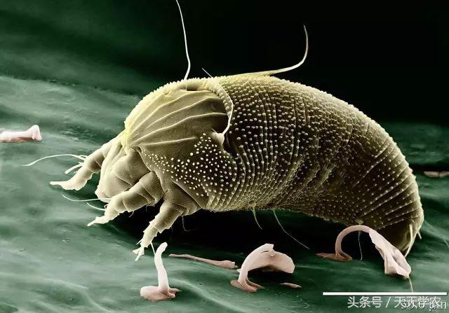 柑橘锈壁虱是螨虫红蜘蛛造成的吗,柑橘红蜘蛛爆发时期