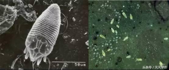 柑橘重点防治锈壁虱红蜘蛛,柑橘红蜘蛛与锈壁虱是螨类吗