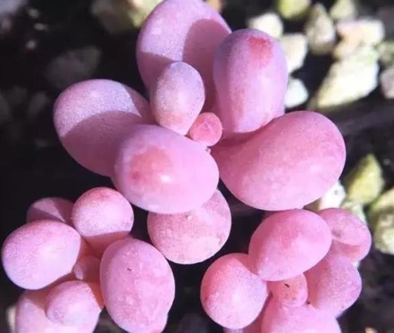 多肉桃蛋怎么快速上色,多肉桃蛋怎么叶插100%成活