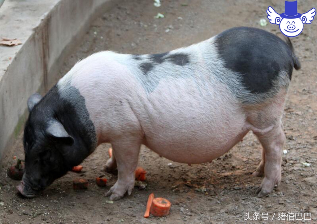 加工饲料需要啥原料最好,自己做饲料需要哪些手续