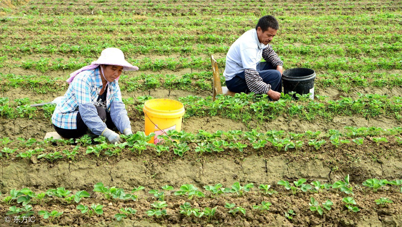 错过农田确权登记怎么办,土地确权是什么意思语音解答