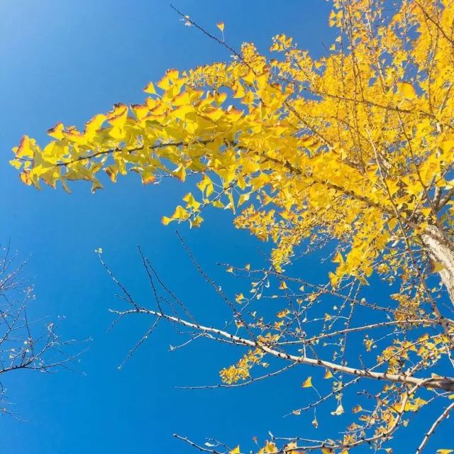 景德镇瓷器直供价格,瓷器直供价值