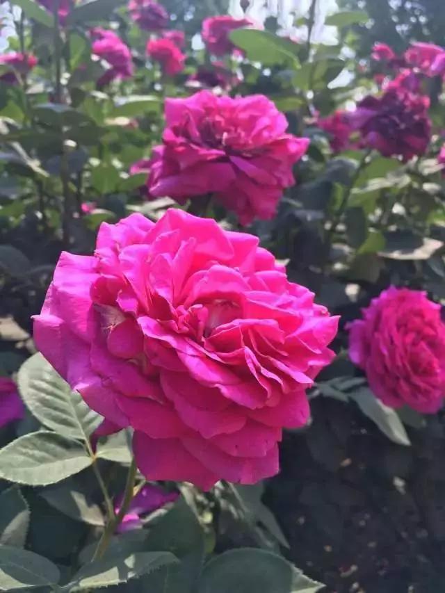 玫瑰月季和月季有区别吗,玫瑰月季如何区别品种图解