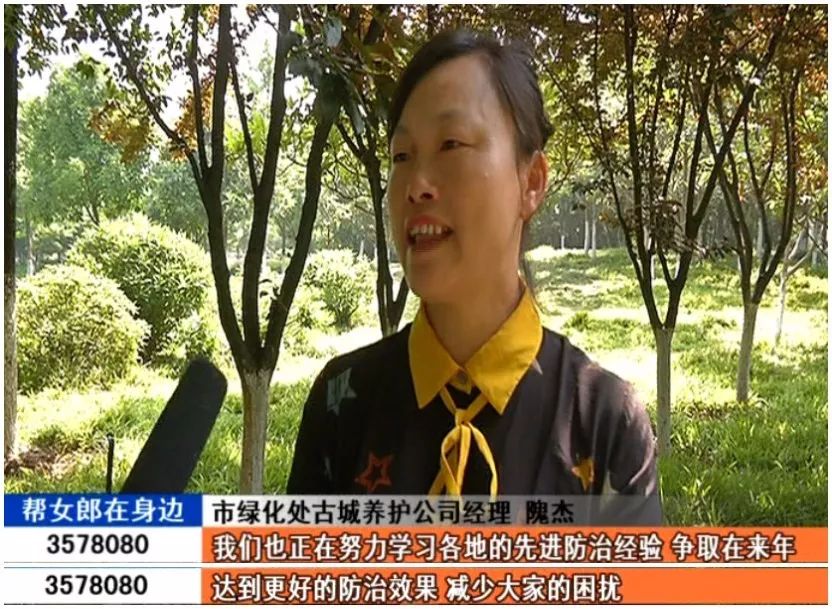 飞絮这么烦人能砍掉它们吗,襄阳市柳絮