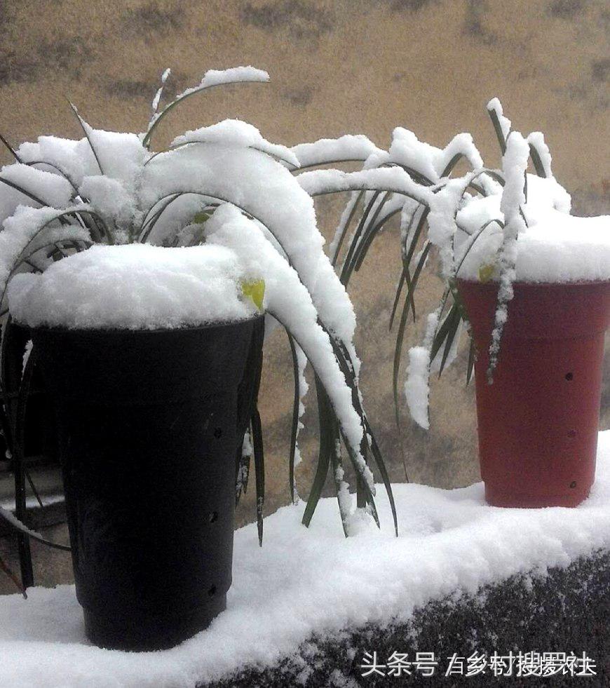 兰花中哪个品种最好看又好养,兰花哪个品种好活好养又好看