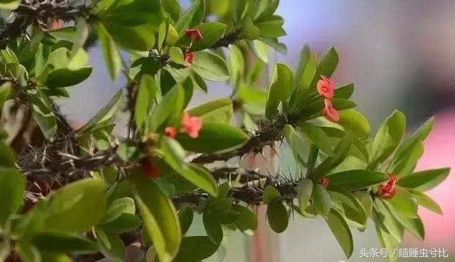 多肉植物白色汁液有毒,紫珍珠多肉植物有毒吗能吃吗