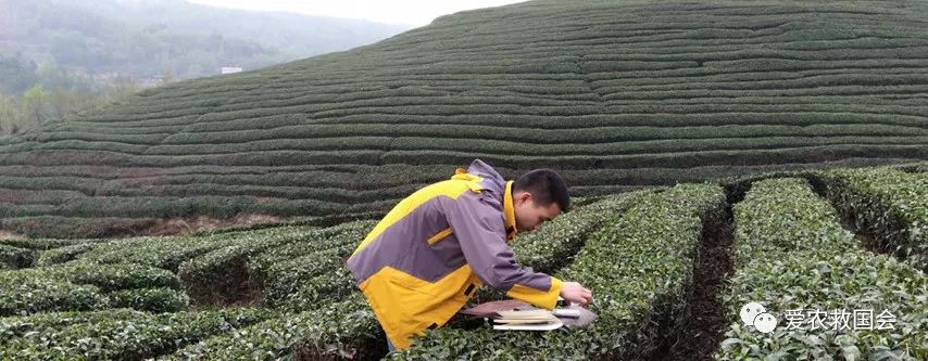 茶园里的害虫和益虫,茶园常见的两种害虫