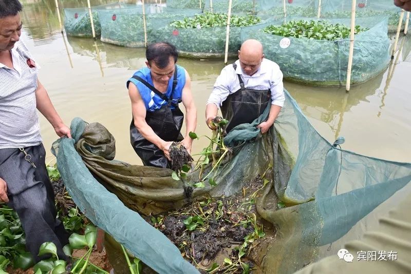 水产养殖大户带动村民致富,水产养殖基地增收