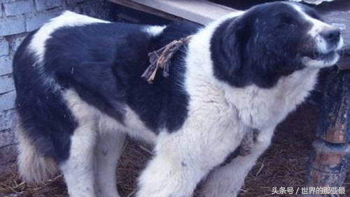 全球十大猛犬排名藏獒只能排第5,十大猛犬藏獒都不是对手