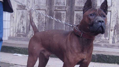 全球十大猛犬排名藏獒只能排第5,十大猛犬藏獒都不是对手