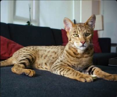 世界上顶级的十大宠物猫,世界上最贵的猫六个亿布偶猫