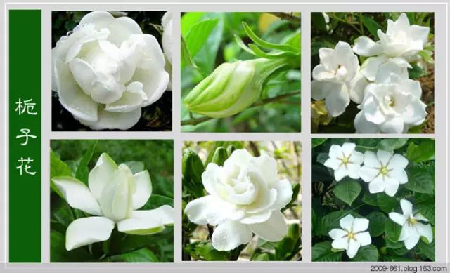 最全花品种,史上最简单的十种花