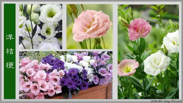 最全花品种,史上最简单的十种花