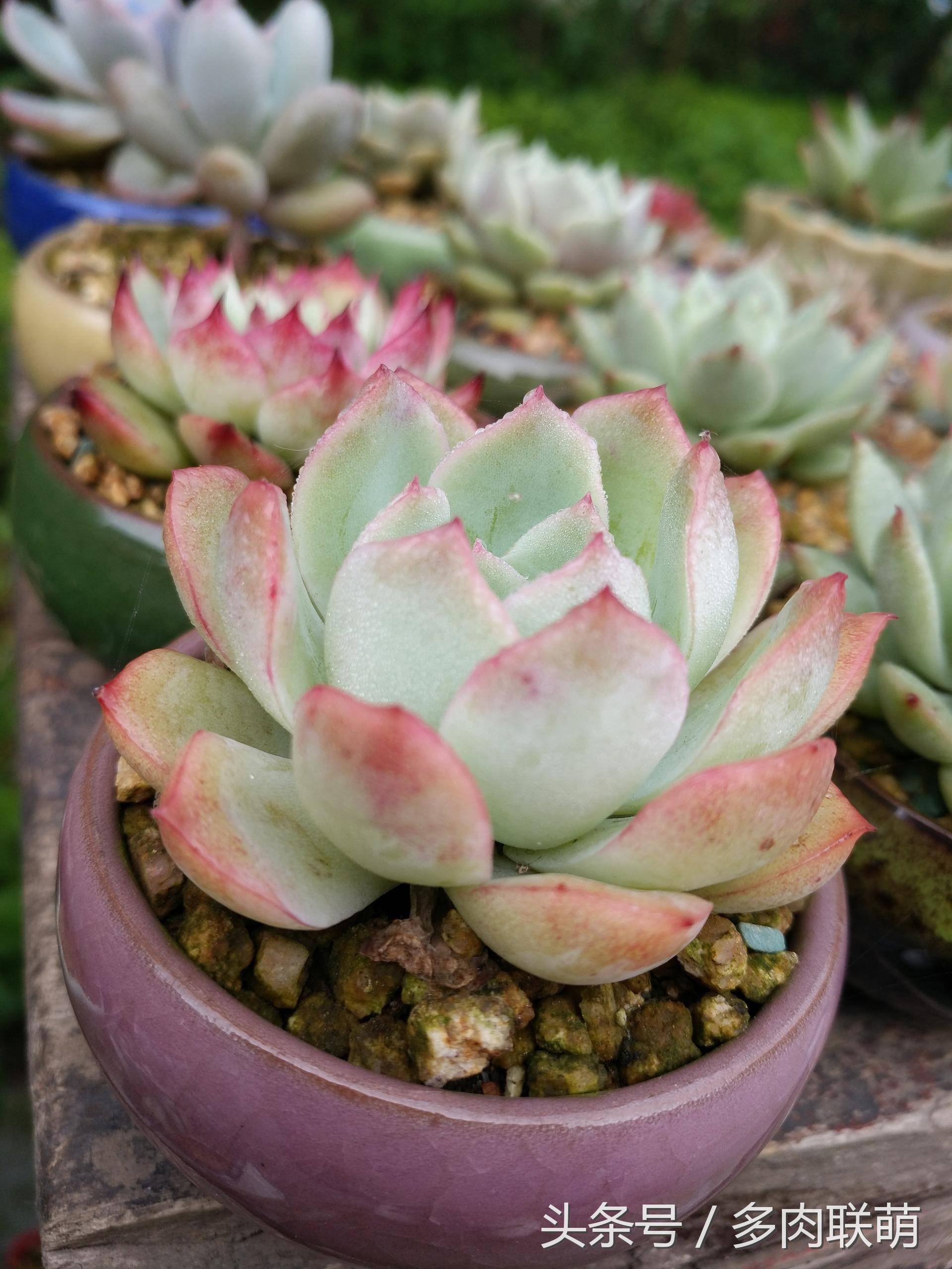 满园春色留不住下一句,满园春色留不住来自哪首古诗