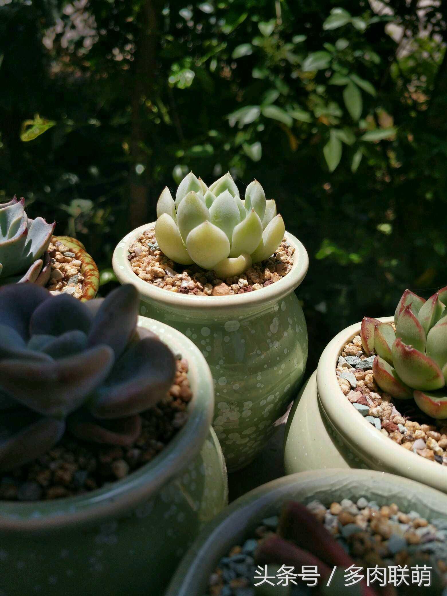 满园春色留不住下一句,满园春色留不住来自哪首古诗