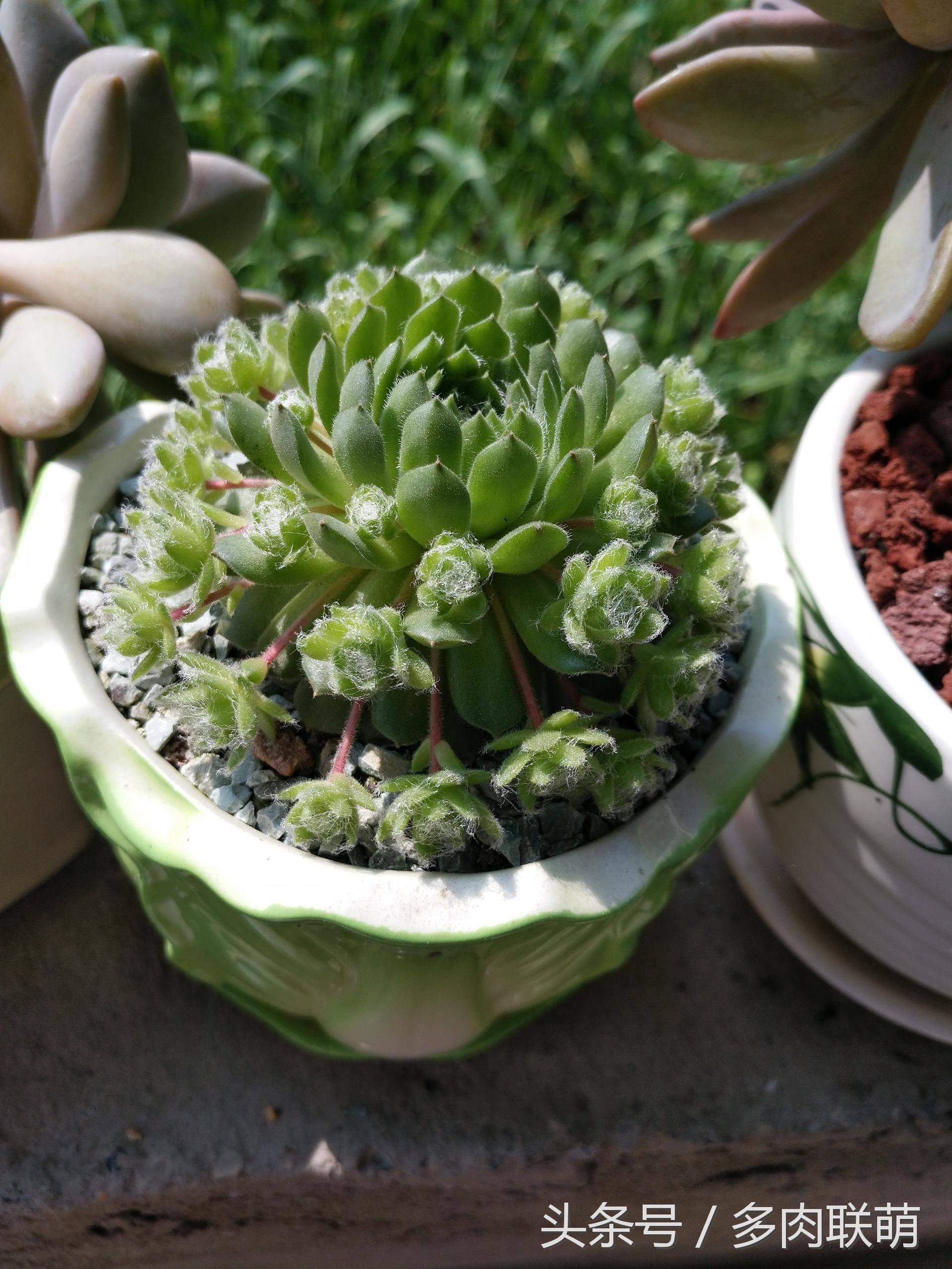 满园春色留不住下一句,满园春色留不住来自哪首古诗