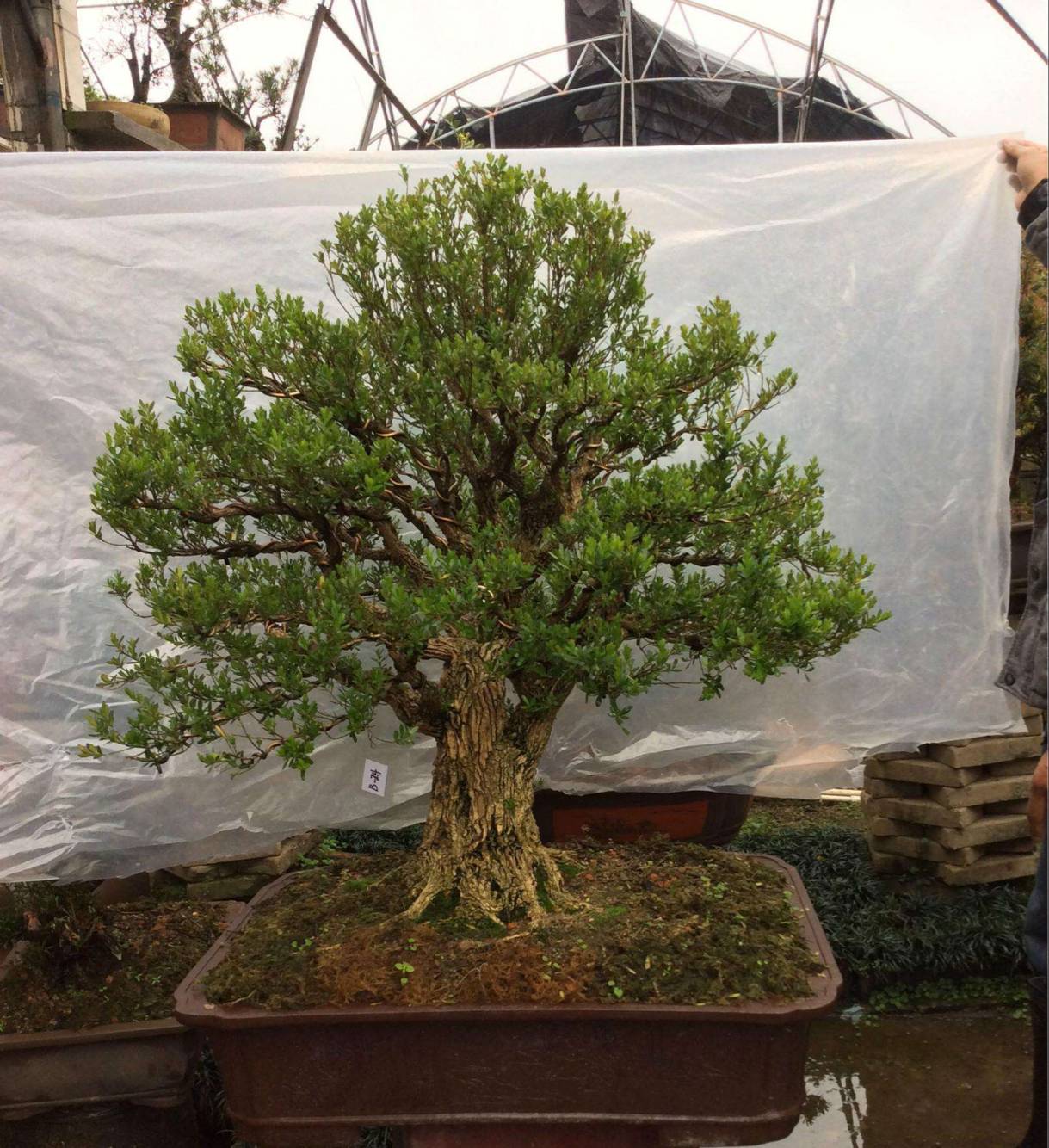 黄杨盆景好养吗怎么养,黄杨盆栽生长得快吗